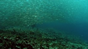 Fish on coral reef in underwater world of Philippine Sea. Macro relaxing video about coral reef and wildlife in undewater sea and ocean life.