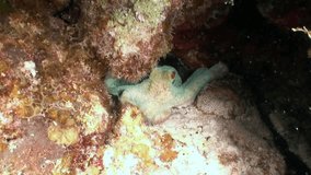 Octopus inhabitants of coral reef in underwater Caribbean Sea. Concept of diversity of fish species and marine, inhabitants in tropical life of underwater wildlife, wild nature of sea lagoon.