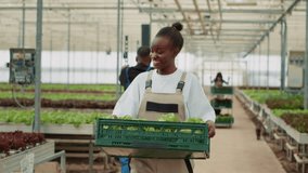 African american organic farm worker walking and smiling while holding lettuce crate and saying hello to greenhouse picker. Happy woman working in hydroponic enviroment preparing vegan food delivery. - Powered by Shutterstock - Get 15% off with code: PIKWIZARD15