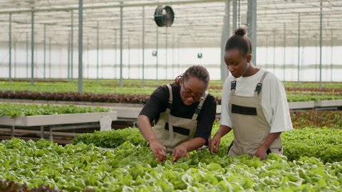 Two african american women talking while doing quality inspection for organic lettuce plants looking for damage in greenhouse. Farm workers cultivating salad and vegetables in hydroponic enviroment. Stockvideo