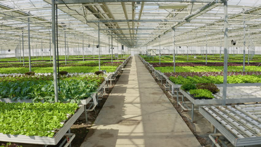 Hydroponic enviroment in greenhouse with irrigation system growing different types of organic lettuce for local market. Bio food being grown organically with no pesticides. Aerial drone shot Royalty-Free Stock Footage #1099226507