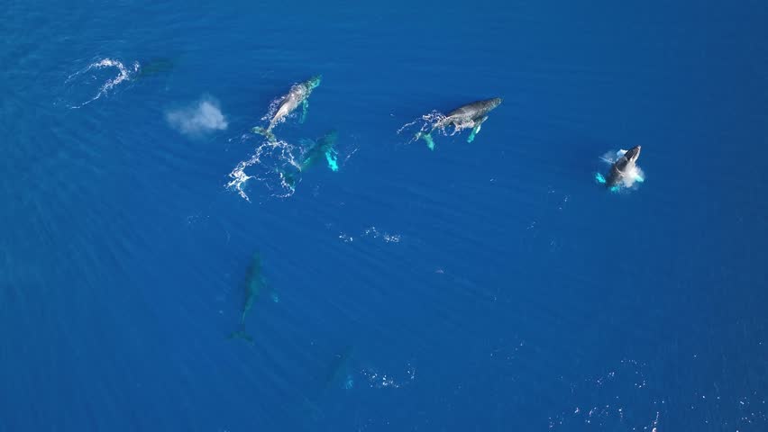 Drone Circling A Pod Of Humpback Whales Including A Mom And Newborn Baby Calf.