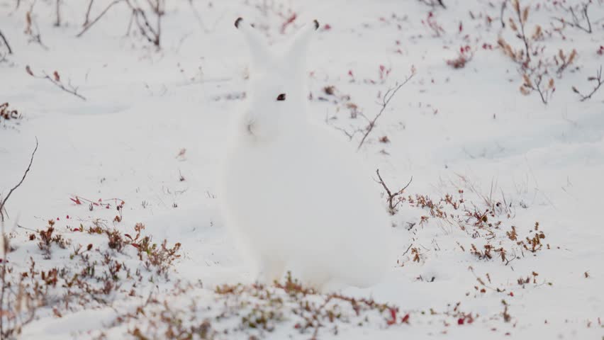 An Artic Hare searching for tasty tundra vegetation among the early winter snow near Churchill Manitoba Canada Royalty-Free Stock Footage #1099228317