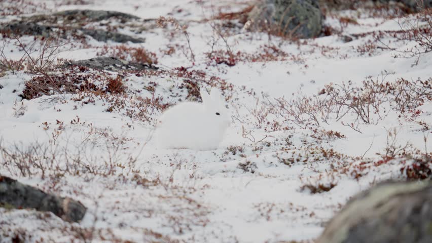 An Artic Hare searching for tasty tundra vegetation among the early winter snow near Churchill Manitoba Canada Royalty-Free Stock Footage #1099229153
