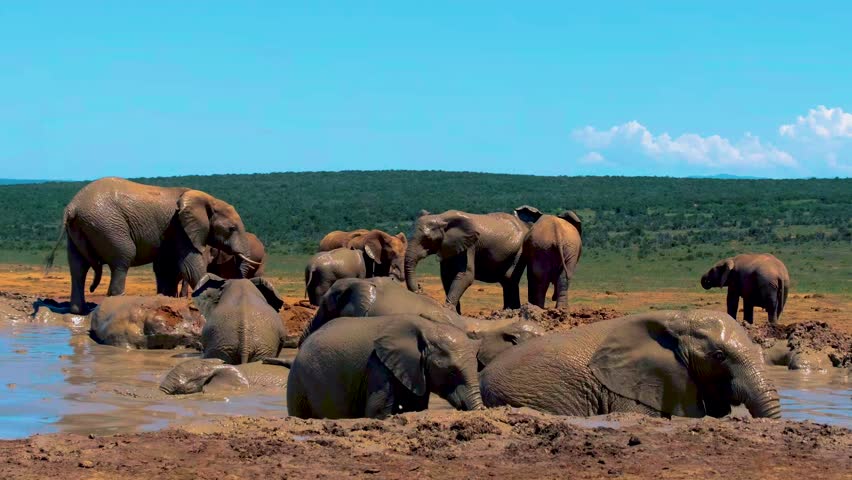 Elephants bathing, Addo Elephant Park South Africa, Family of Elephants in Addo Elephant park, Elephants taking a bath in a water pool with mud. African Elephants. 