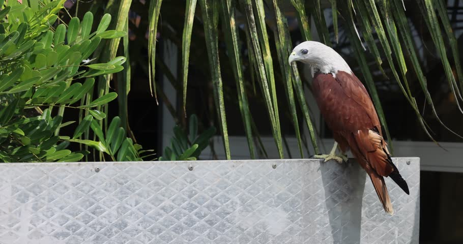 Scavenger bird species, details shot of a brahminy kite, haliastur indus