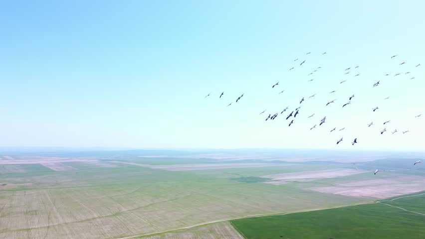 A wedge of cranes in the sky flying over the field.Beautiful birds are flying on the ground, there are craters on the ground from a peaceful explosion.