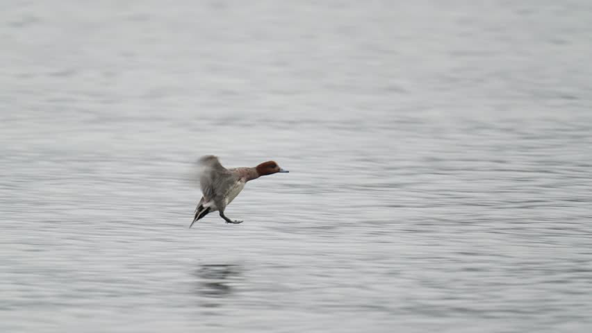 eurasian wigeon is in a sea