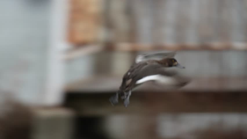 northern shoveler is in a sea