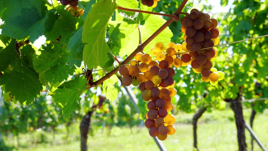 Alsace vineyard in end of summer, mellow grape clusters hand on bushes, close up selective focus shot. Berries glow in bright sunlight, blurred green plants on background Royalty-Free Stock Footage #1099233415