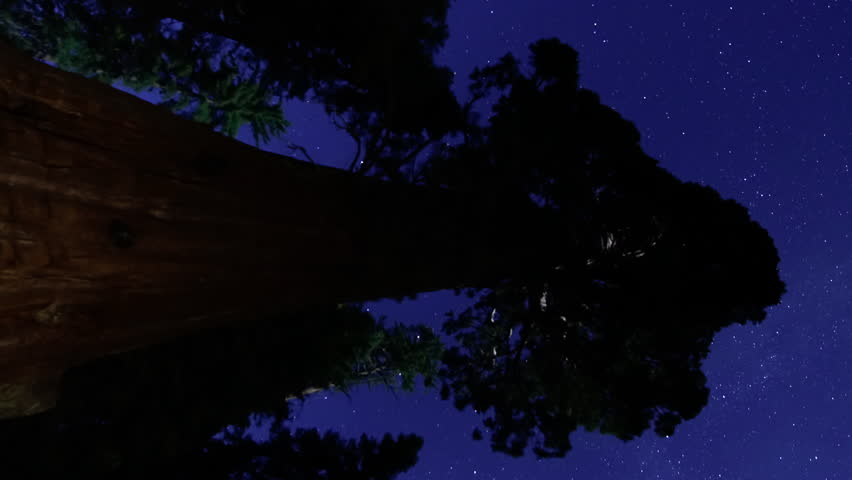 Sequoia Trees Star Trails Vertical Shot Moonlight Grant Grove Sequoia and Kings Canyon National Park California USA Astrophotography Time Lapse