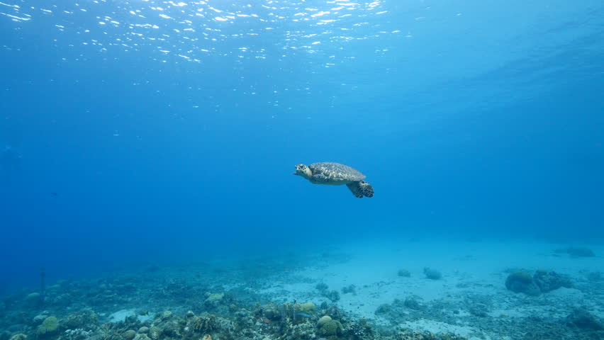 Seascape with Hawksbill Sea Turtle in the Caribbean Sea, Curacao | Shutterstock HD Video #1099236695