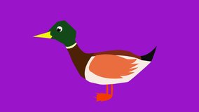 Animated illustration of duck. Suitable for Children's Entertainment Content.