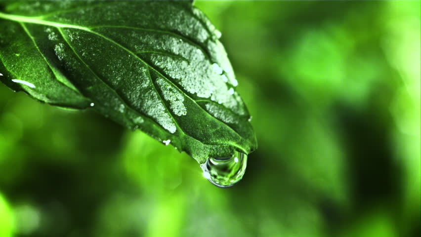 Drop of water falls from a green mint leaf. Filmed is slow motion 1000 fps. High quality FullHD footage | Shutterstock HD Video #1099242639