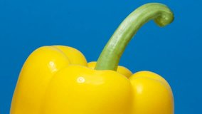 Ripe yellow pepper on a beautiful blue background. Macro. Rotation. 