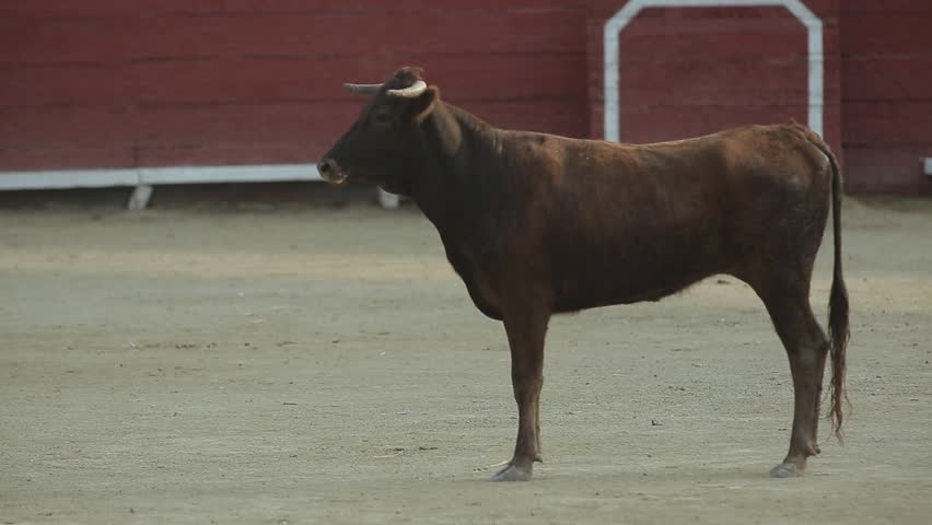 a young, brown bull runs across the bullfighting field, in the arena, empty of spectators, in training. hot day.
