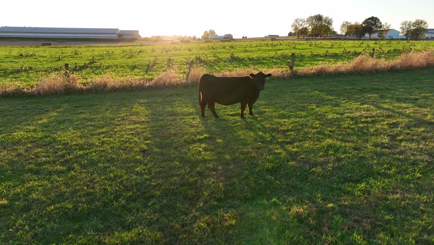 Aerial of beef cow, steer watching drone. Green meadow pasture at sunset. Meat production theme. Rural nature.