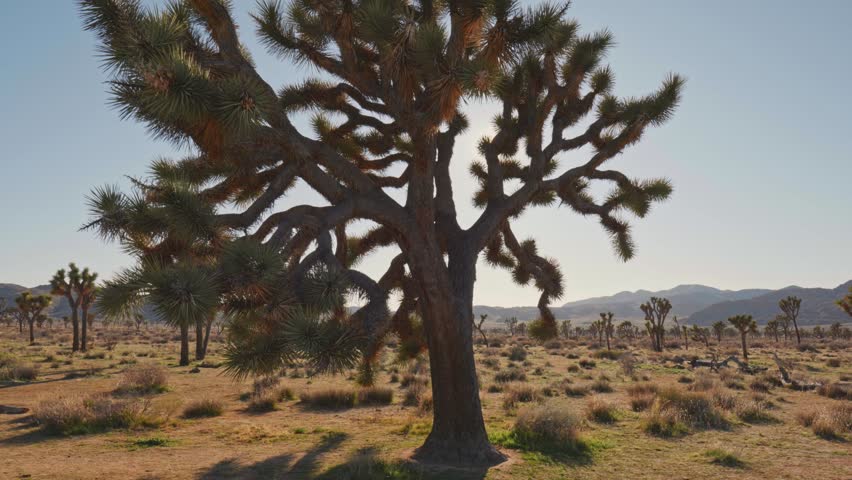 Sun breaks through the branches of Joshua tree in Joshua tree national park. Gimbal 4K shot