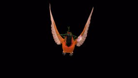 Orange Oriole with White Flower   - Tropical Bird - Flying Loop - Front View CU - 3D Animation with Alpha Channel