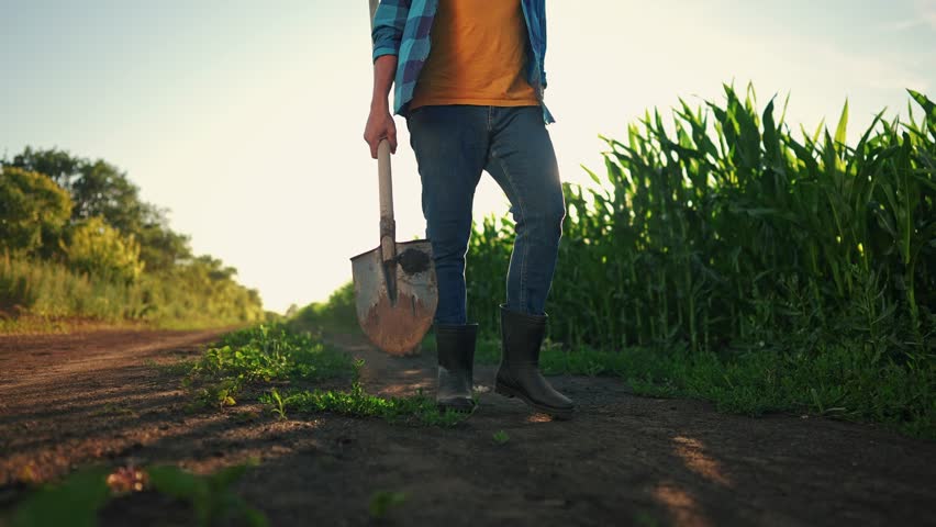 corn farming and dog. a farmer walks next to a field of corn holding a shovel close-up of his feet in rubber boots. agriculture maize business corn concept. farmer feet in rubber boots with a shovel Royalty-Free Stock Footage #1099248589