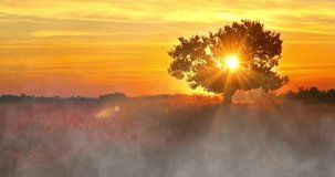 Beautiful misty landscape with a lone tree at sunset and soybean field in the village. Magical sunset with a tree and fog in autumn time. The sunbeams pass through the treetop - Powered by Shutterstock - Get 15% off with code: PIKWIZARD15