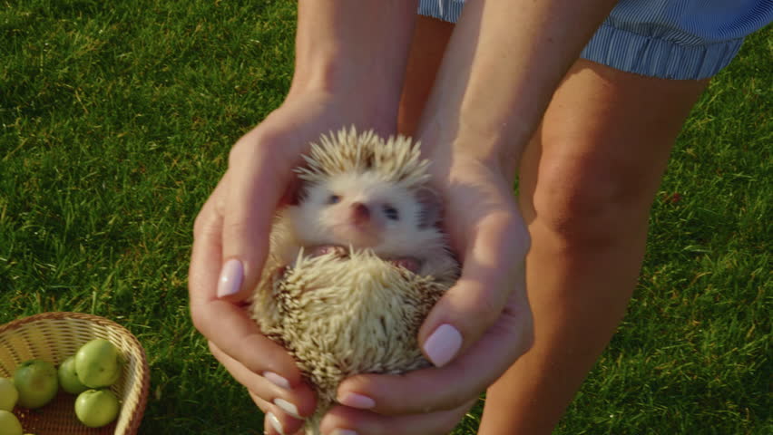 Close-up, the hands of a woman holding a small hedgehog or trying to break free
