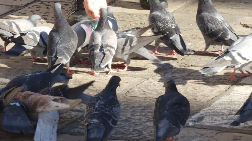 Man playing with and feeding a flock of hungry pigeons fighting for food on old stone tiles in historical town in Europe. Invasive city (street) doves are pests in urban environment, due to droppings.