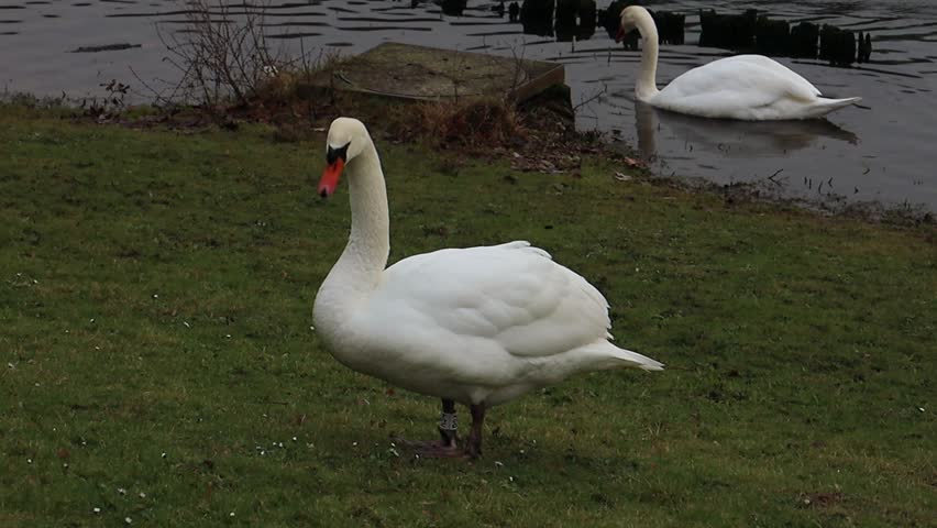 Swans graze on the grass near the pond. Gorgeous bird feeding in park. Tranquil swan walking outdoors