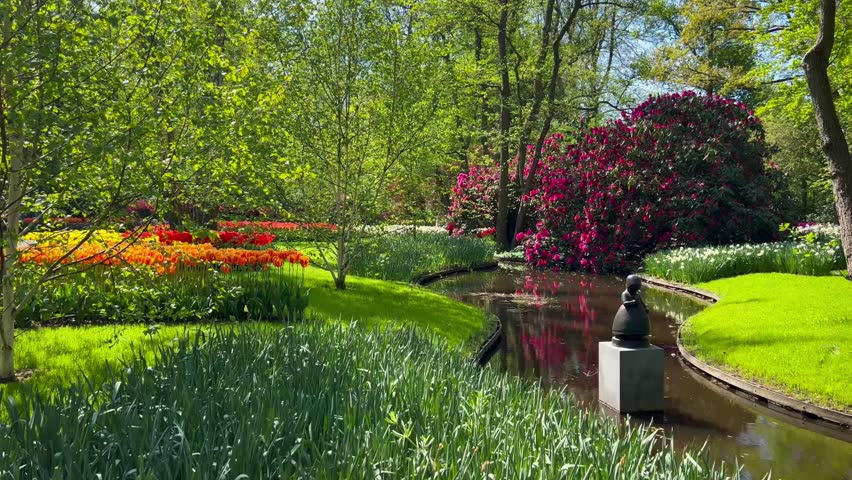 Colorful tulips on sunny day Keukenhof flower garden Lisse Netherlands. Happy kings day. . High quality 4k footage