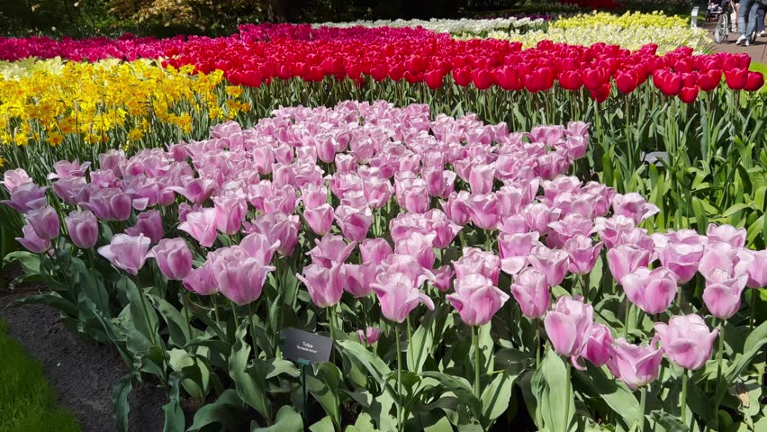 Colorful tulips on sunny day Keukenhof flower garden Lisse Netherlands. Happy kings day. High quality 4k footage