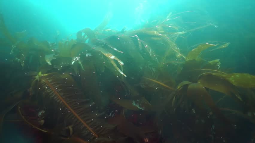 Underwater thickets of seaweed kelp. Fish and Diving in Sea of Okhotsk. Shell with prickles is dark brown color, right claw on outer side is dark red. Underwater diving.
