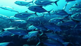 School of fish of one species underwater. Underwater marine life of sea creatures in Pacific Ocean. Galapagos Islands Group.