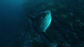 Mola mola fish in underwater marine life of Pacific Ocean. Amazing Actinopterygii moonfish sunfish fish in world of wildlife under water of blue lagoon on Galapagos Islands.