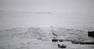 Crane on a seashore looking for food