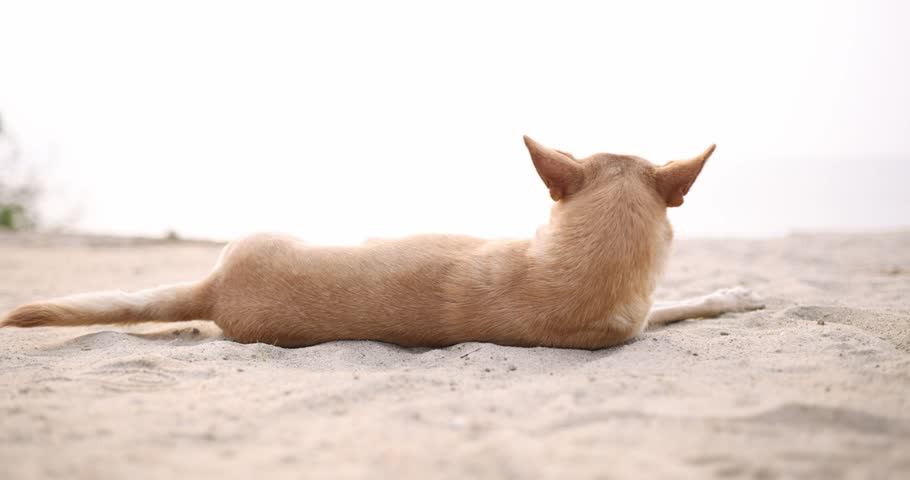 Relaxing Dog on a beach | Shutterstock HD Video #1099266289