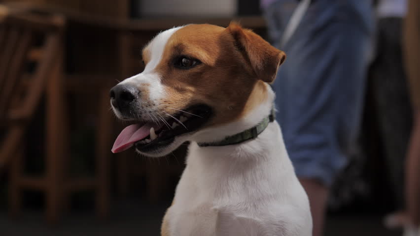 Jack Russell Terrier looks excitedly at the camera and stands on his hind legs. High quality 4k footage | Shutterstock HD Video #1099266931