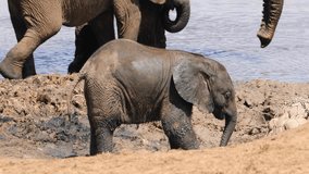 Playful baby African elephants (Loxodonta africana), Addo Elephant National Park, South Africa