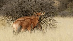 Tsessebe antelopes (Damaliscus lunatus) standing in grassland, Mokala National park, South Africa