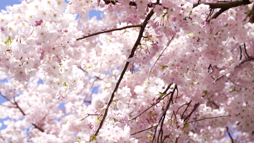 cherry blossom with pink flowers in spring nature, closeup slow motion, spring Royalty-Free Stock Footage #1099268539