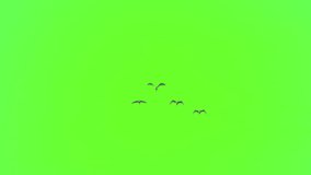Flock birds concept, birds group flying on green screen background of slow motion video, chroma key for creative and design idea about animal of bird migration in nature