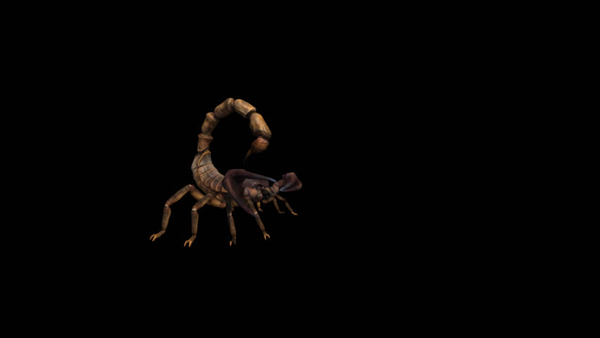 Scorpion Attack 3D Animation Transparent Alpha Video