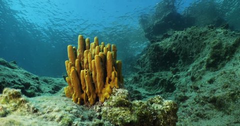 sponges underwater Mediterranean sea ocean scenery of sea habitat Aplysina cavernicola Stockvideó