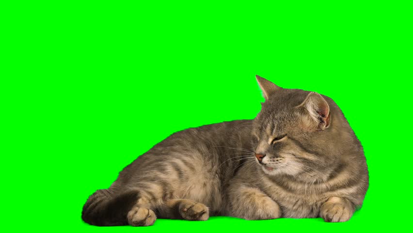 cat fluffy green background screen kitty Royalty-Free Stock Footage #1099281605