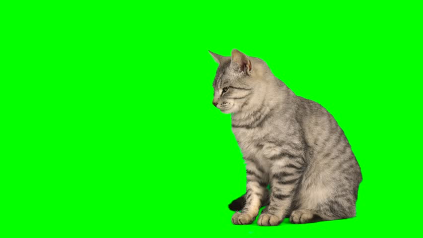 Cat fluffy green background screen kitty | Shutterstock HD Video #1099281653