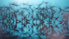 Lots of dandelion seeds close-up with reflection on a mirror table on a blue background in the sunbeams with sunflare and flying dust. 4k macro slow motion video 16x9 high quality. ProRes 422 HQ.
