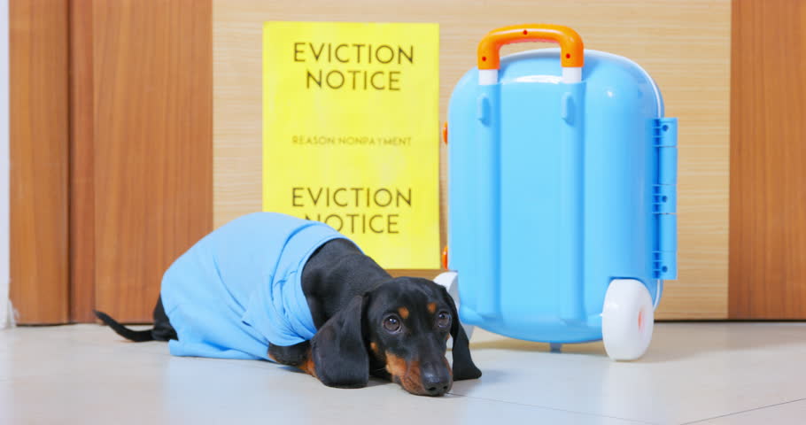 Upset domestic dog lies on floor near blue suitcase against sign Eviction Notice on door. Sad homeless dachshund walks searching new owner Royalty-Free Stock Footage #1099288237