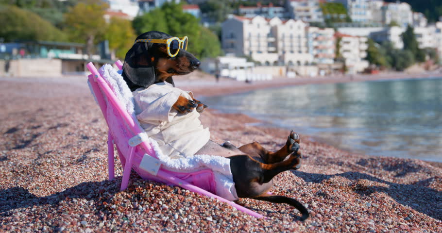 Dachshund tourist sunbathing on pebble sea beach sits on deck chair and enjoys summer vacation. Domestic dog wearing sunglasses explores beach against hotels Royalty-Free Stock Footage #1099288239