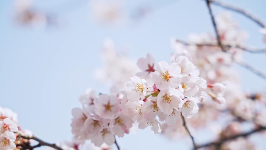Cherry blossomes concept. Japanese sakura. Hanami. | Shutterstock HD Video #1099291431