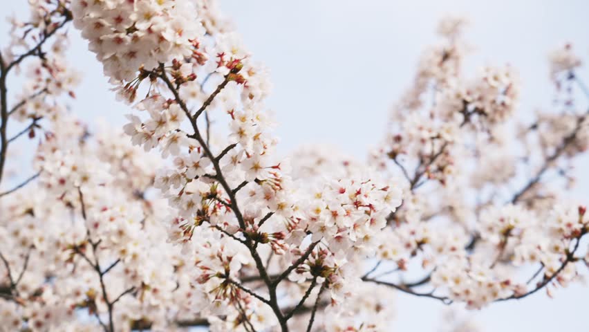 Cherry blossomes concept. Japanese sakura. Hanami. | Shutterstock HD Video #1099291439