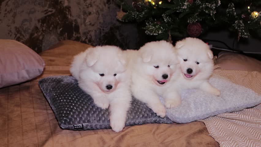 A young white and fluffy puppies of a Samoyed dog on a bed against the backdrop of a Christmas tree.
